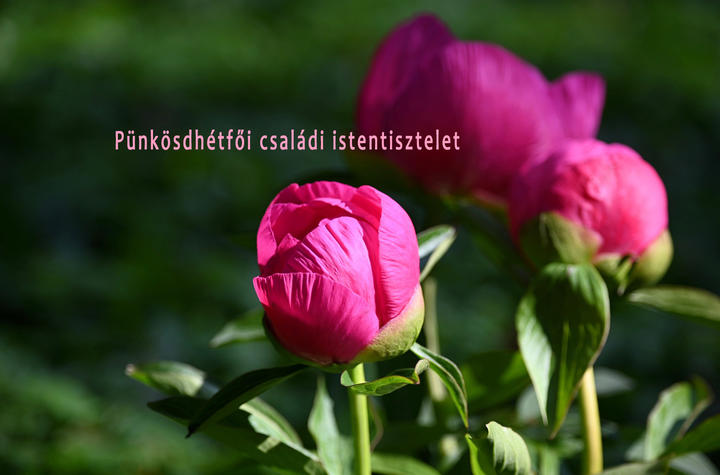 Pnksdhtfi csaldi istentisztelet